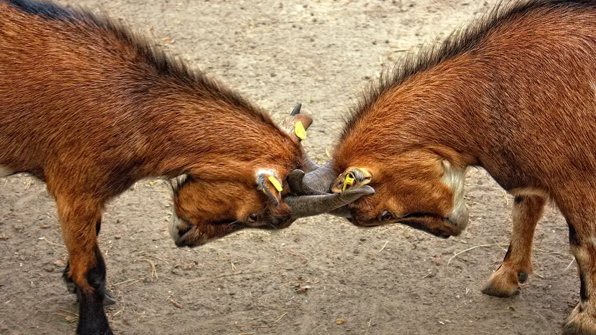 Two brown goats locking horns in a tense head-to-head clash, symbolising a stubborn, evenly matched struggle.