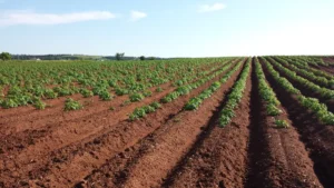 Neatly plowed rows of young crops growing in red soil under a clear sky, illustrating industrial-scale agriculture.