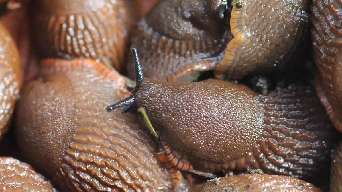 Close-up of writhing brown slugs crowded together in a damp, oppressive mass.