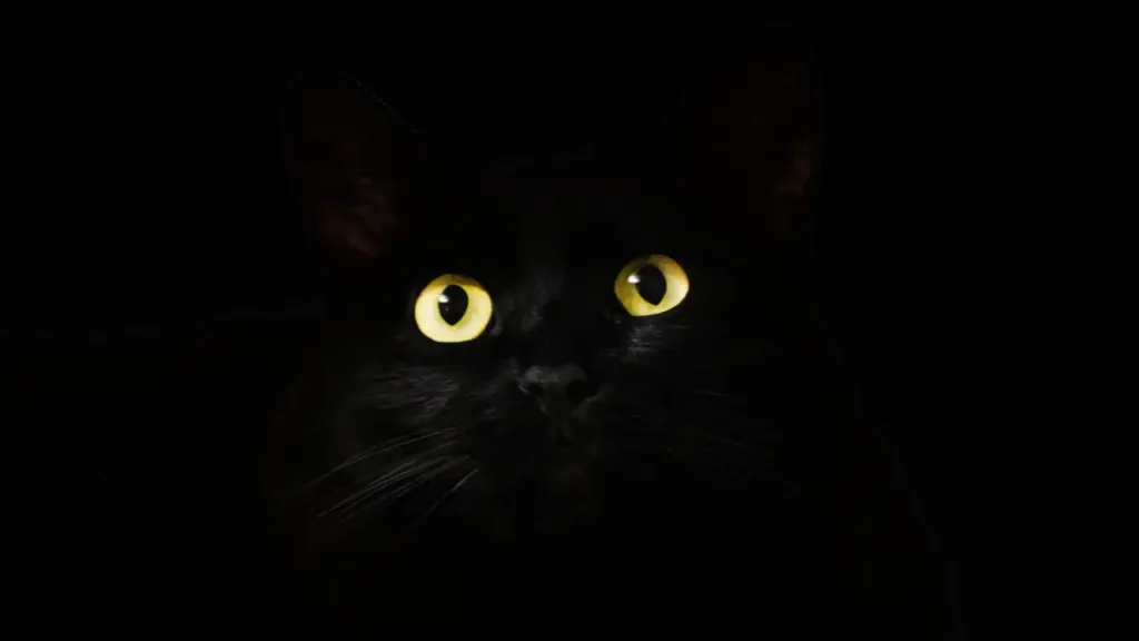 A black cat with glowing yellow eyes emerging from darkness