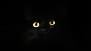 A black cat with glowing yellow eyes emerging from darkness