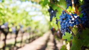 Ripe dark grapes hanging on vines in a sunny vineyard