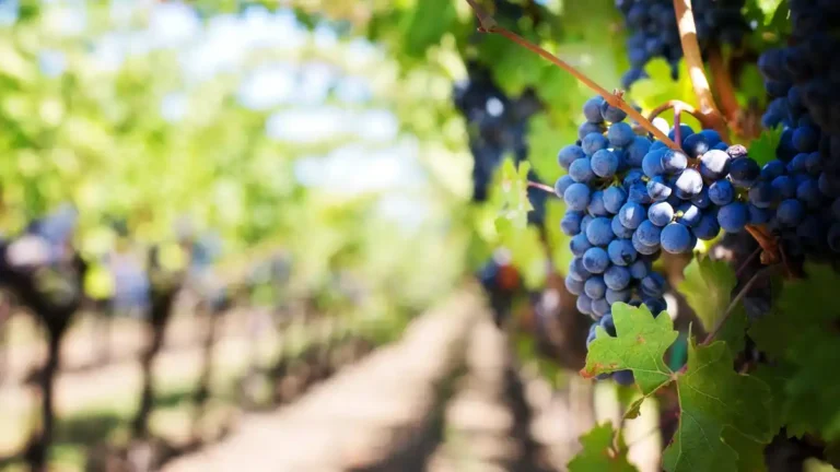 Ripe dark grapes hanging on vines in a sunny vineyard