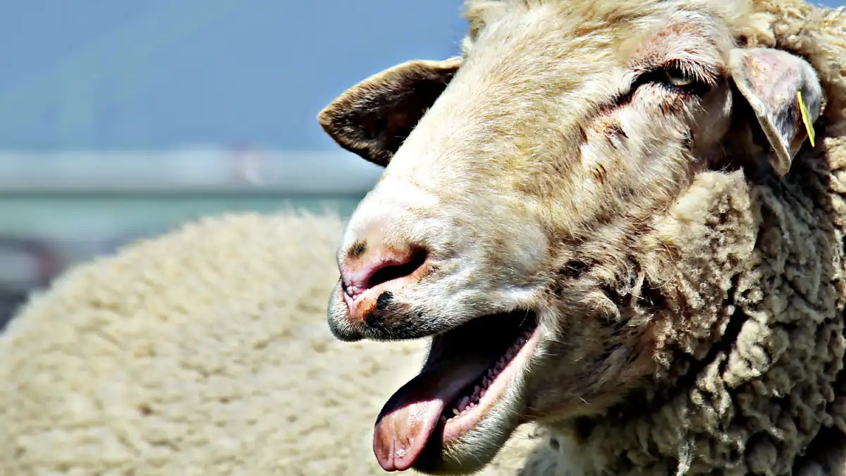 A sheep with its mouth open and tongue out, appearing to bleat or laugh.