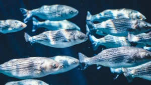 A school of striped fish swimming together, symbolizing herd mentality and conformity.