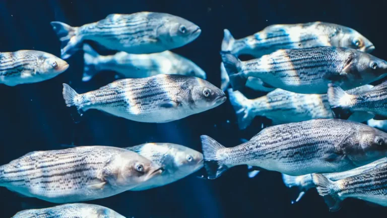 A school of striped fish swimming together, symbolizing herd mentality and conformity.