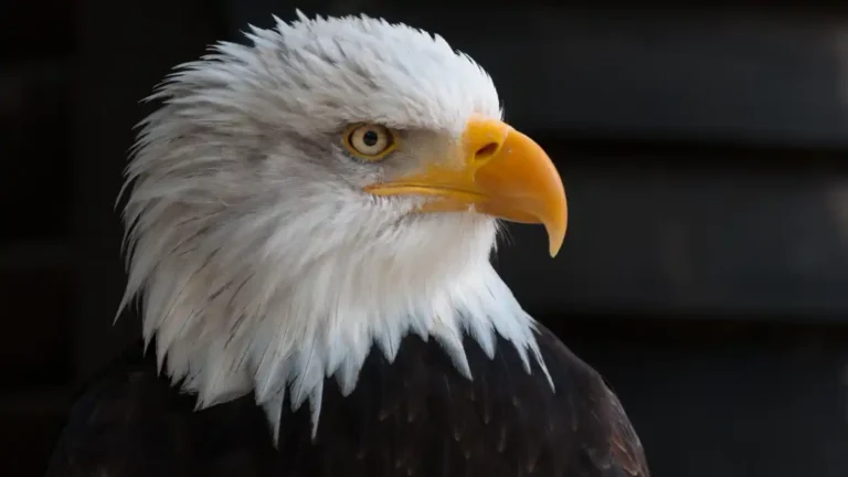 Close-up portrait of a bald eagle symbolizing American strength, resilience, and renewed industrial power