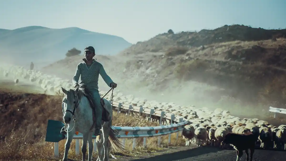 A lone herder on horseback guides a massive flock of sheep along a dusty mountain road, sunlight cutting through the haze.