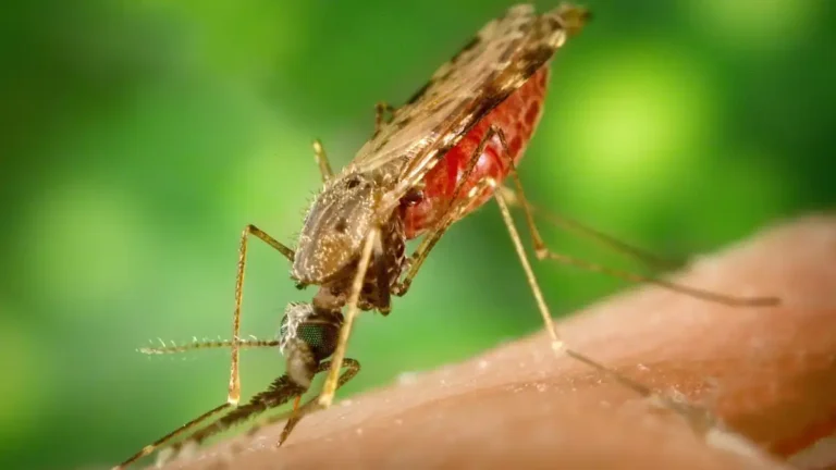A close-up of a mosquito feeding on human skin, its abdomen swollen with blood against a blurred green background.