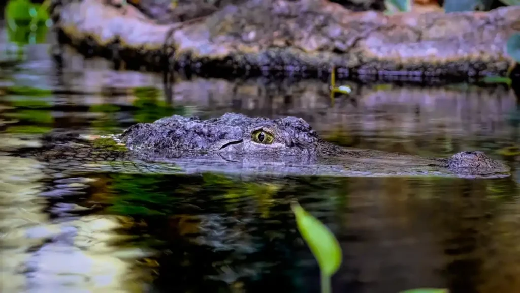 A crocodile lurking just below the water’s surface, eyes fixed and waiting, blending into its surroundings.