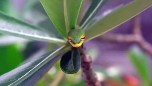 A small green snake peers through thick leaves, its face framed like a warning from nature.