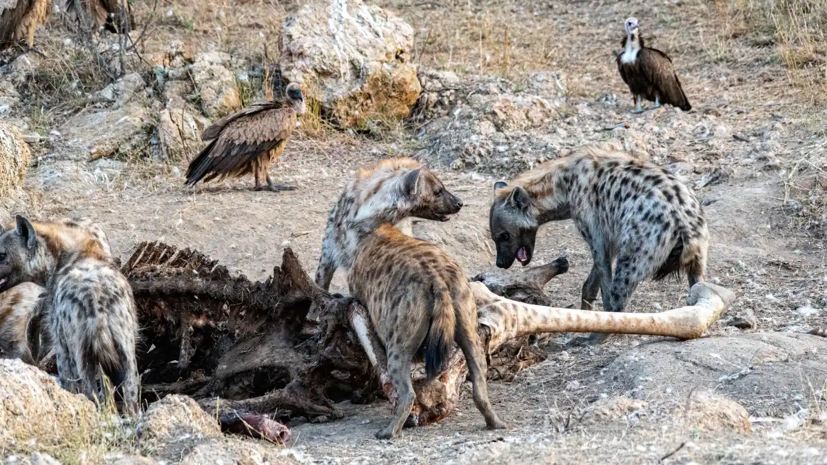 Hyenas and vultures feeding on the carcass of a large animal, surrounded by dry, rocky terrain.