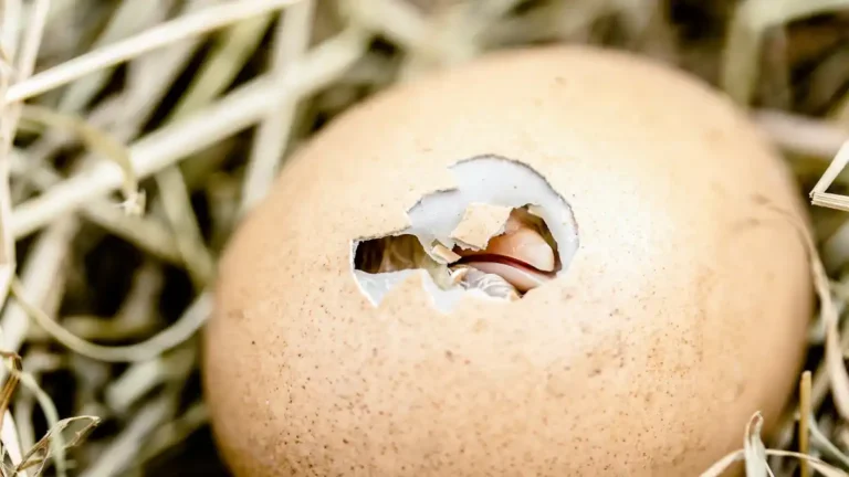 Close-up of a cracked egg in a nest, with a chick breaking through the shell.