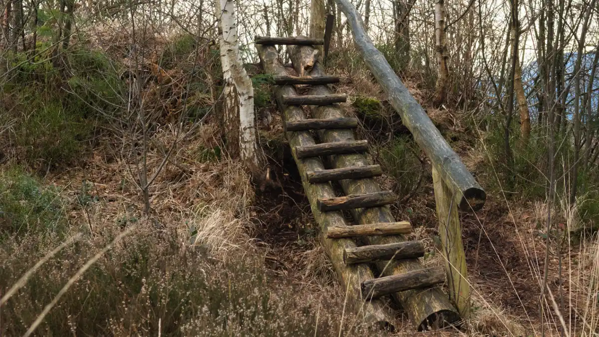 A rustic wooden ladder built into a forest embankment, leading upward through bare birch trees toward unseen ground above, symbolizing the first step of a journey.