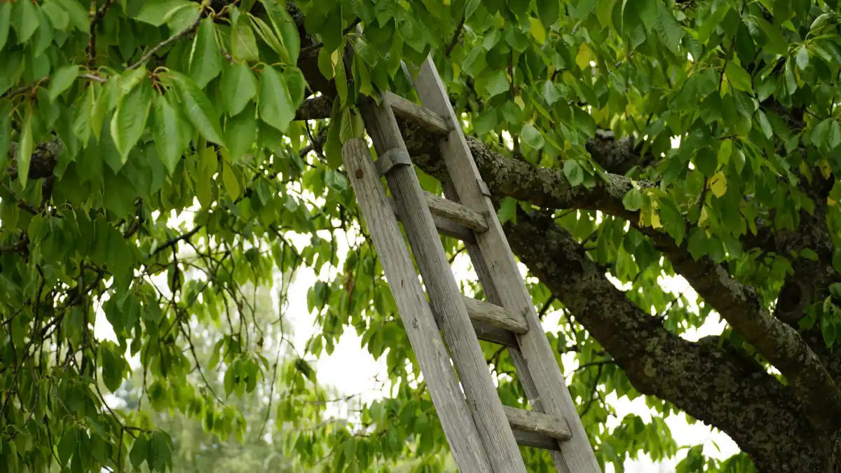 Weathered wooden ladder leaning into the branches of a leafy tree, disappearing among the foliage.