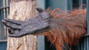 A weathered, hairy arm extends through a metal barrier, with a dark gloved hand reaching outward.