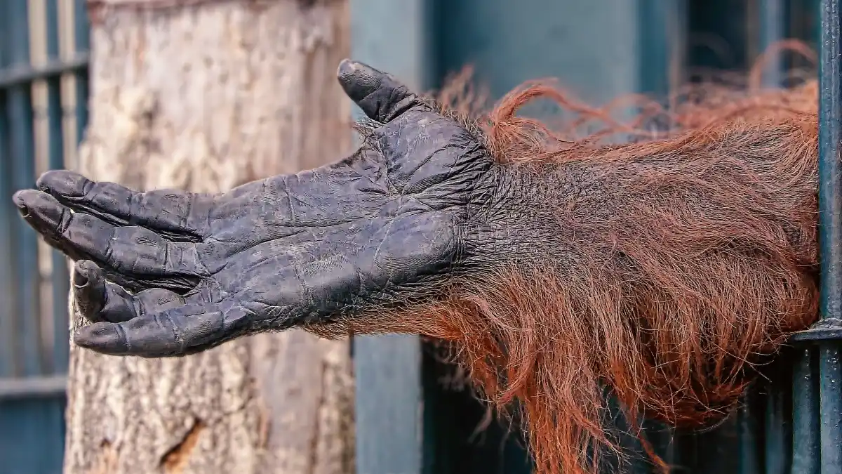 A weathered, hairy arm extends through a metal barrier, with a dark gloved hand reaching outward.