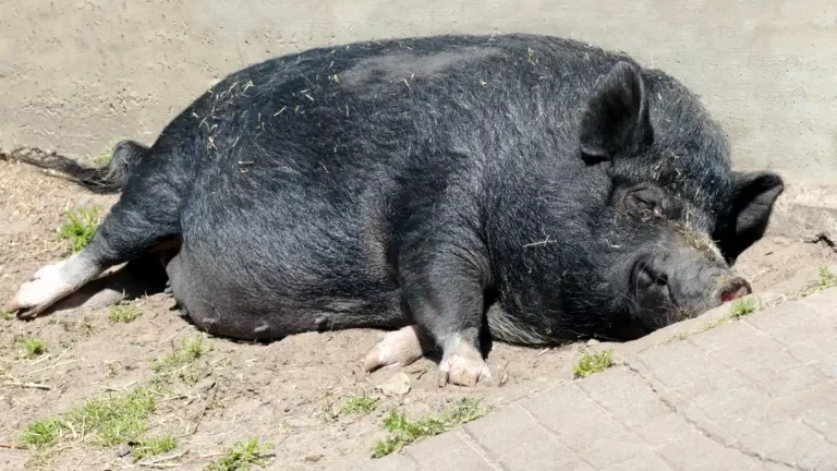 A large black pig lying comfortably on the ground beside a concrete wall, illustrating indulgence, comfort and complacency.