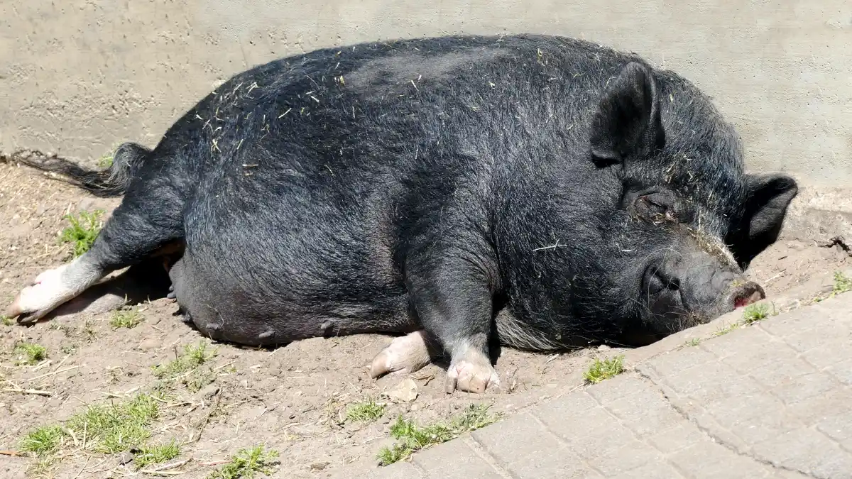 A large black pig lying comfortably on the ground beside a concrete wall, illustrating indulgence, comfort and complacency.